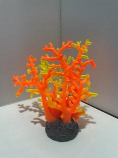 Orange firewood coral